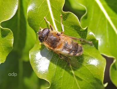Eristalis pertinax, hairy female, hoverfly, Alan Prowse